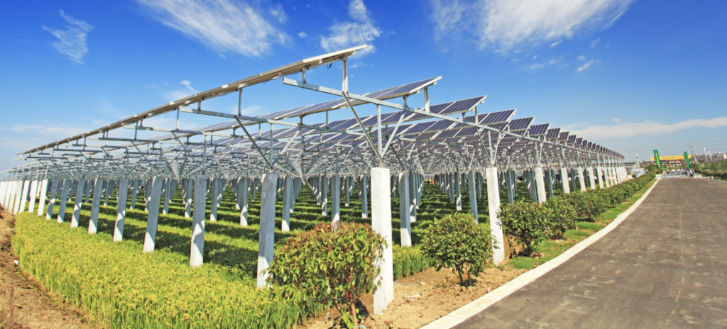 9.8 MW
 China
  Jolywood FFC Backsheet （Built in 2013）